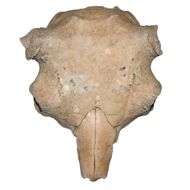 istock Skull of an ancient animal bison, isolate 1330563106