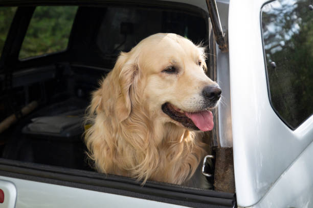 istock The dog is in the car 1330564358