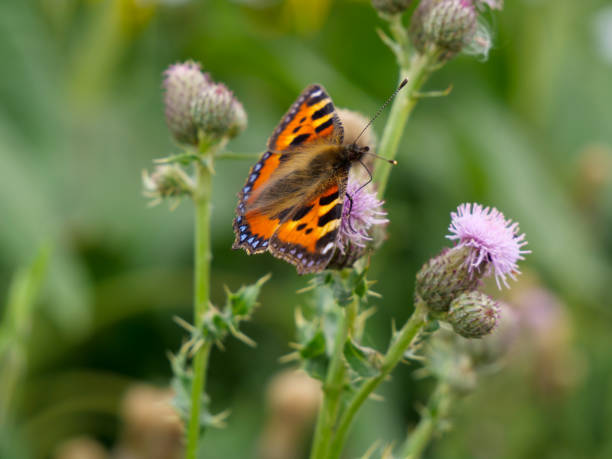 Red Admiral on Thistle Close ups vanessa atalanta stock pictures, royalty-free photos & images