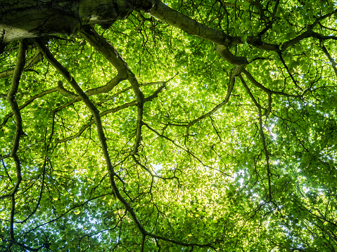Tree canopy seen from floor level on a sunny day