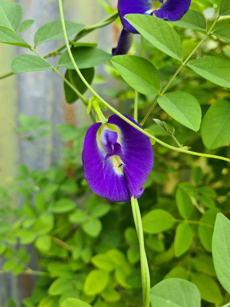 istock Clitoria ternatea who is surrounded by black ants 1330564555