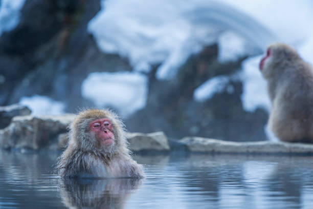 viaje a asia. mono de mejillas rojas. mono en una fuente termal onsen natural, ubicada en snow monkey. hakodate nagano, japón. - prefectura de nagano fotografías e imágenes de stock