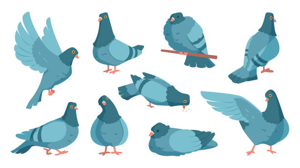 ilustrações de stock, clip art, desenhos animados e ícones de cartoon pigeon. cute dove character standing and flying. flock of gray birds in motions. city wild animal with wings sleeping or eating. peace and freedom symbol. vector urban fauna set - common wood pigeon