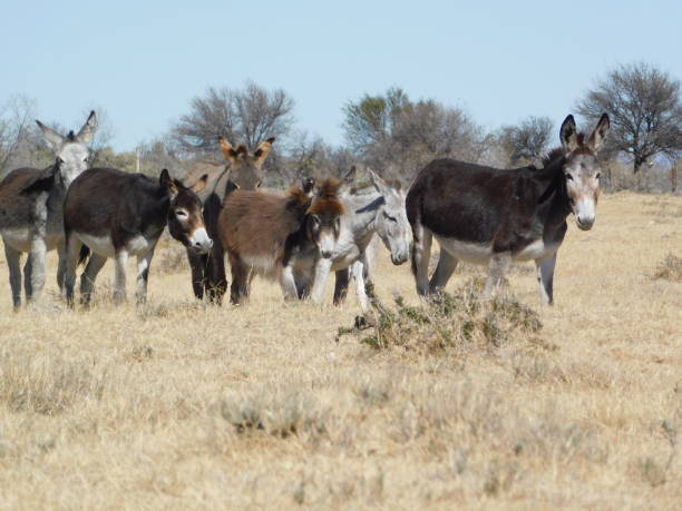 istock A Herd Of Donkeys 1330566320