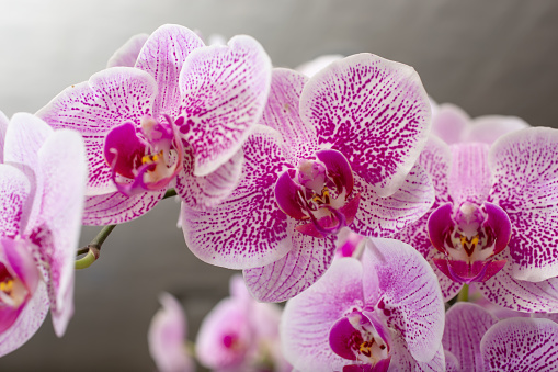 A closeup view of a pink mottled Phalaenopsis orchid plant.