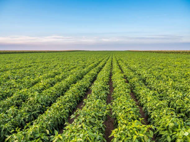 istock Green pepper plants at agricultural field 1330568231