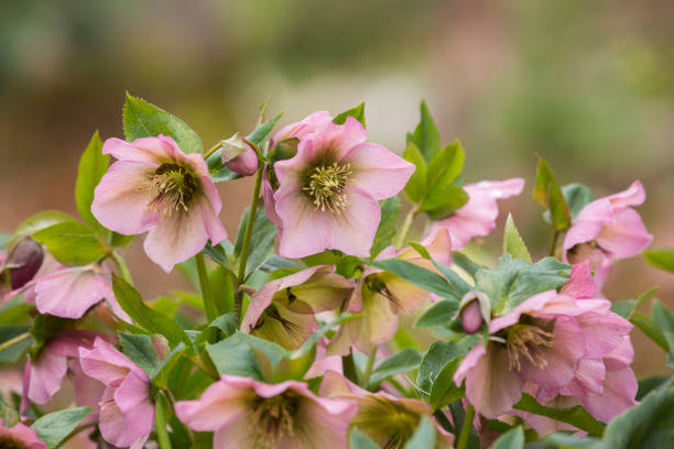 Beautiful, pink hellebores in springtime Beautiful, pink hellebores in springtime hellebore stock pictures, royalty-free photos & images