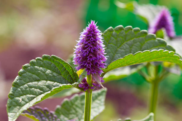 Giant hyssop ( Agastache foeniculum ) Giant hyssop ( Agastache foeniculum ) agastache stock pictures, royalty-free photos & images