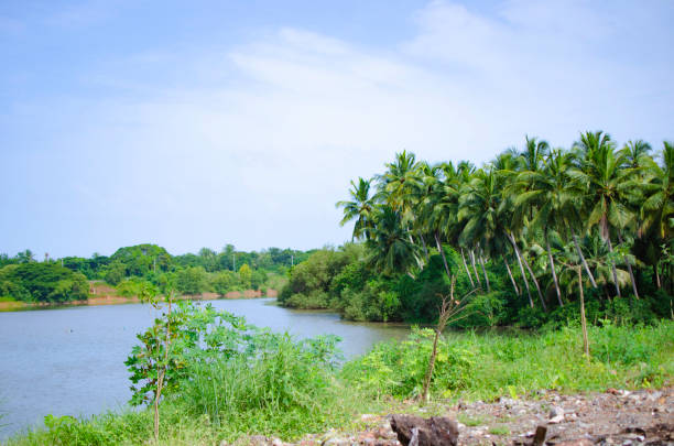 istock Backwaters of Netravathi river at Mangalore, India 1330569511