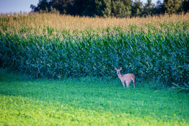 istock Wisconsin whitetail doe (odocoileus virginianus) standing next to a cornfield in July 1330569645