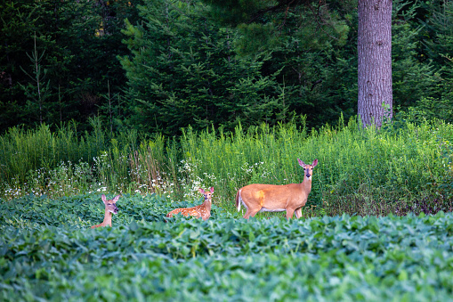 Mother deer (odocoileus virginianus) with its fawns between a Wisconsin forest and a soybean field, horizontal