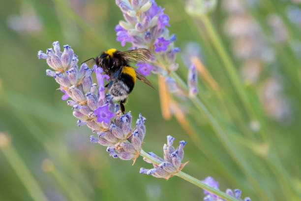 istock Buff-tailed Bumblebee (Bombus terrestris) in flight, above lavanders on a bright sunny day. 1330569786