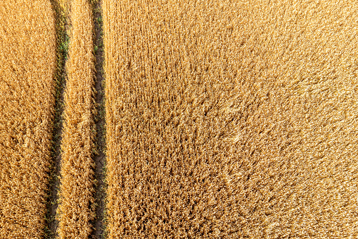 aerial view of wheat field and tracks from tractor, agricultural texture, wheat farm from above
