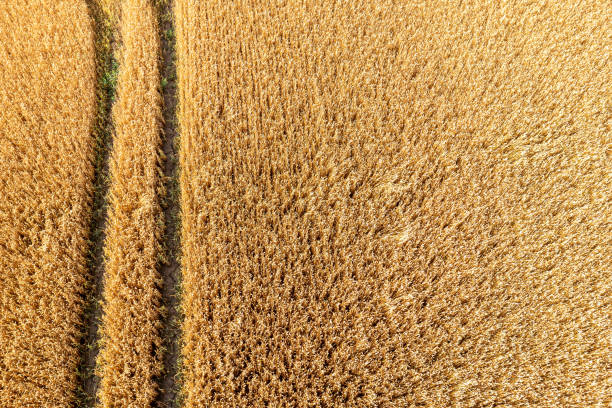 aerial top view of wheat field and tracks from tractor, agricultural texture, wheat farm from above aerial view of wheat field and tracks from tractor, agricultural texture, wheat farm from above country road road corn crop farm stock pictures, royalty-free photos & images