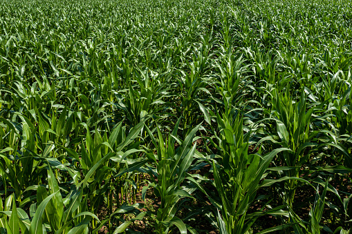 green maize corn field plantation in summer agricultural season