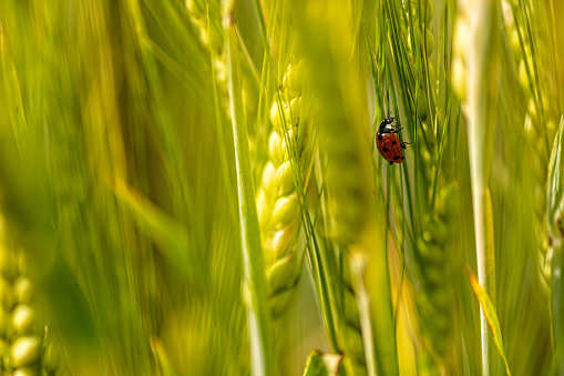 fresh green wheat ears spikes and a ladybug on nature closeup macro