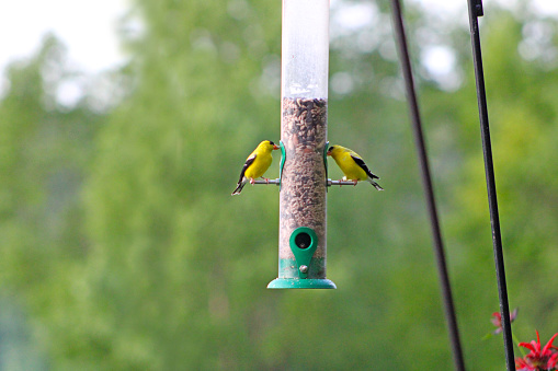 Birds at feeder