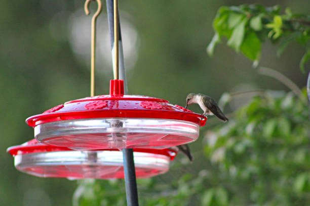 istock Hummingbirds at red Feeder 1330571006