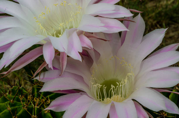 istock Echinopsis oxigona, beautiful at night 1330571070