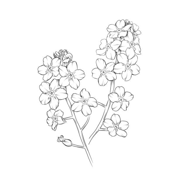 ilustrações de stock, clip art, desenhos animados e ícones de forget me not flower ink vector illustration - miosótis