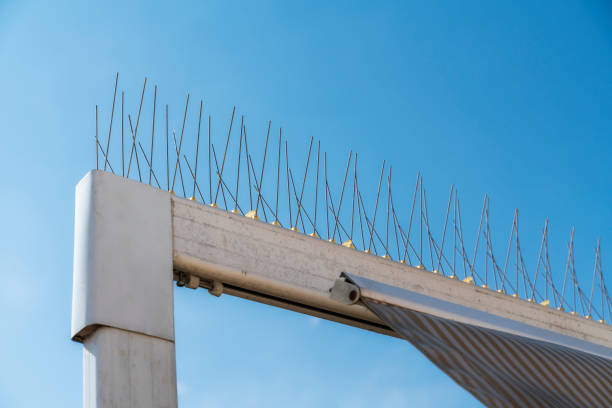 isolated detail of a steel barbed repellent used on structures such as awnings, sales and building cornices to deter pigeons and other birds isolated detail of a steel barbed repellent used on structures such as awnings, sales and building cornices to deter pigeons and other birds deter stock pictures, royalty-free photos & images