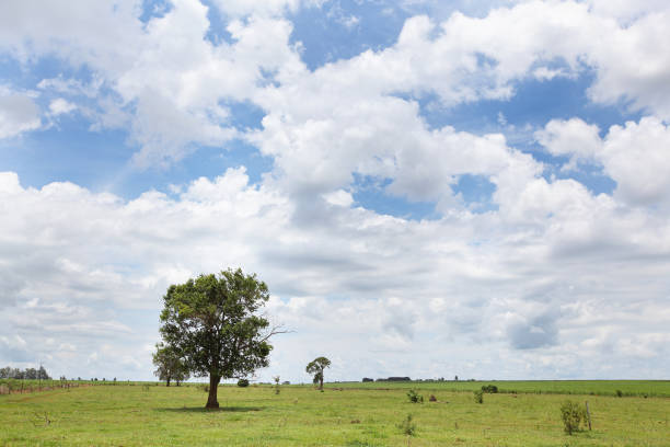 istock Tree in the farm garden with too much white cloudy. 1330572042