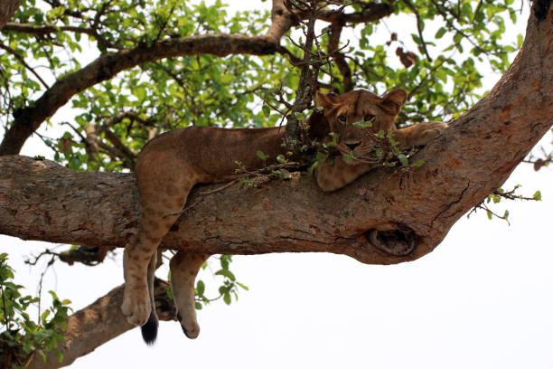 istock Wild lions relax and lazily relax 1330572146