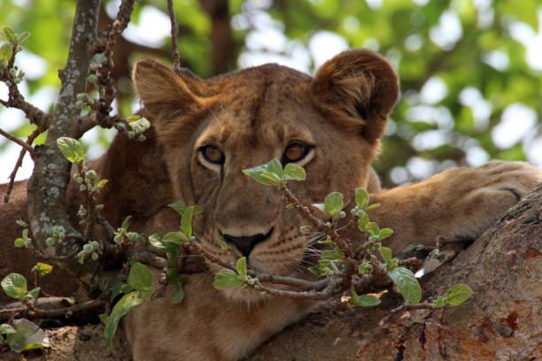 istock Wild lions relax and lazily relax 1330572161