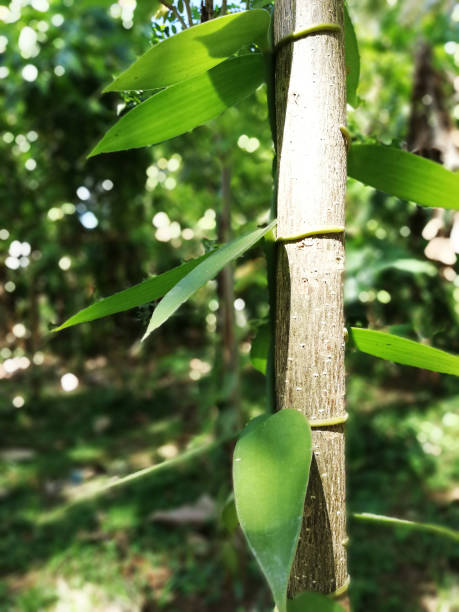 istock Cacao fruits growth on the tree 1330572236