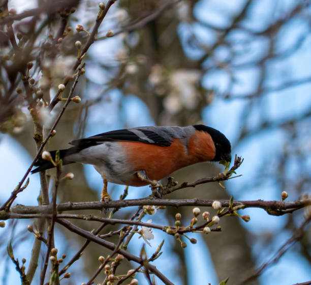 istock Bullfinch in Blossom 1330572393