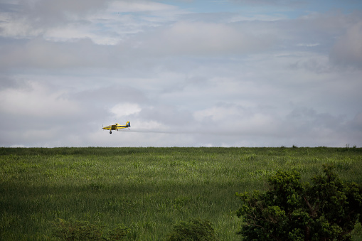 View of the sugarcane field. The sugarcane field is sprayed by the yellow crop duster in the background.