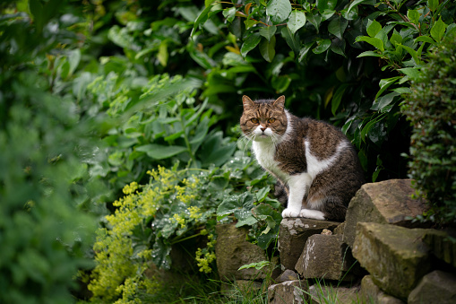 tabby white cat sitting on natural stone wall in green garden
