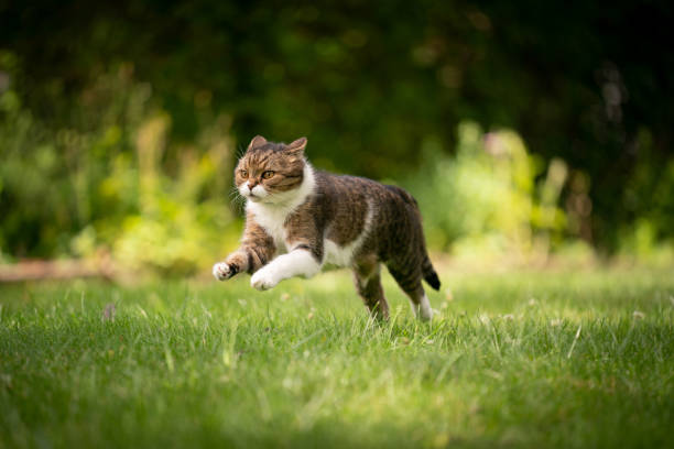 istock cat running on green lawn outdoors in the back yard 1330572937