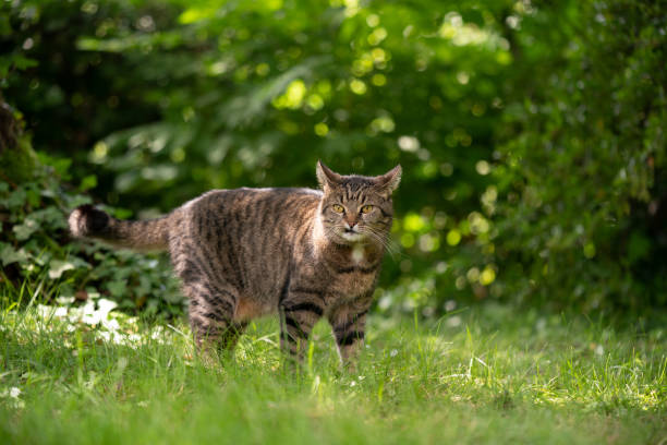 istock tabby cat standing on sunny meadow with green plants 1330572984
