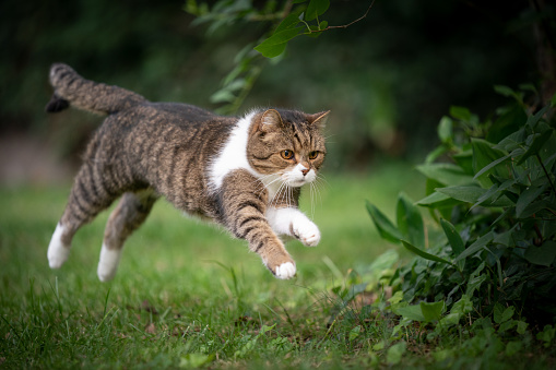 playful tabby white cat running and jumping on green lawn outdoors in the back yard