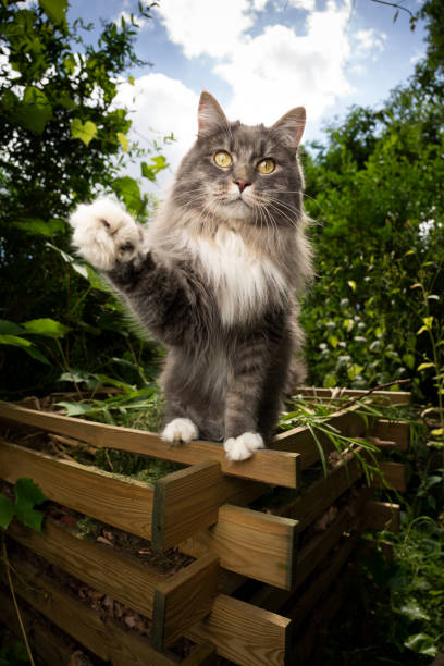 istock playful cat outdoors in garden raising paw looking at camera 1330574287