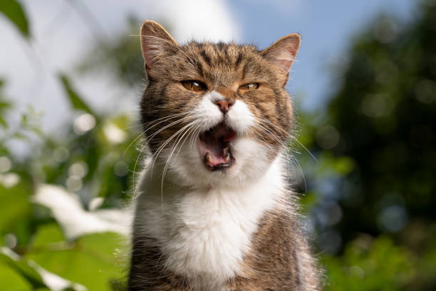 istock cat making funny face portrait outdoors with mouth open 1330574386