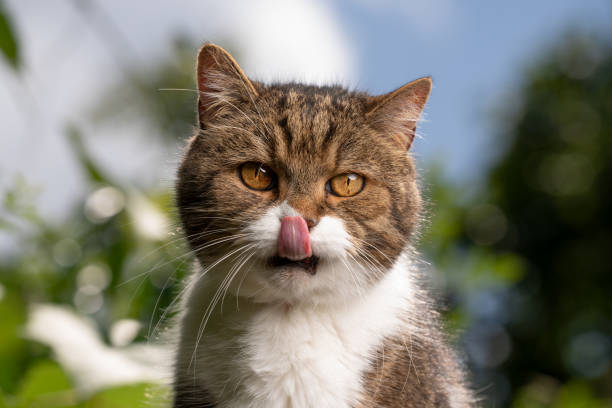 istock tabby white cat outdoors portrait licking lips 1330574395