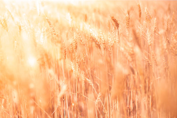 istock Wheat field, blurred defocused background with sunbeams and highlights. Harvesting bread. Natural summer background 1330574425