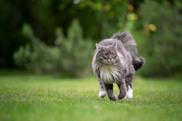 istock alerted cat running on green meadow 1330574540