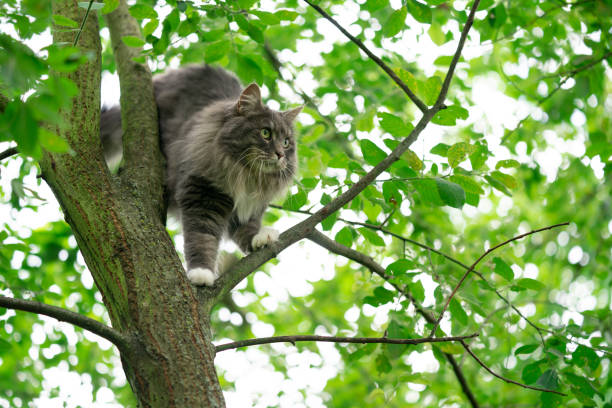 istock cat on the prowl climbing standing on tree observing 1330574700