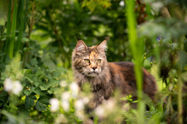 istock tortie maine coon cat outdoors amid plants observing 1330574895