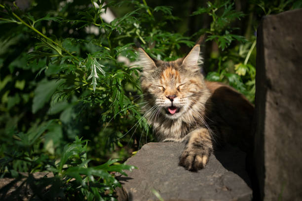 istock panting calico maine coon cat outdoors in summer heat 1330575759