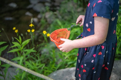 A young girl plays in a mountain stream. She has a small fishing net and is fishing for small creatures like salamanders.