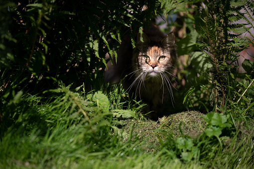 calico maine coon cat on the prowl lurking under ferns and green plants