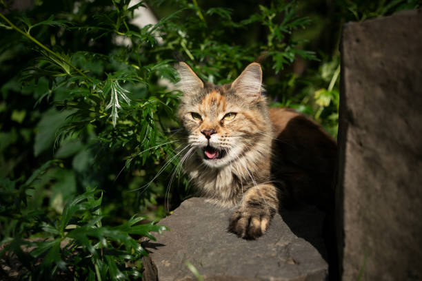 panting calico maine coon cat outdoors in summer heat exhausted calico maine coon cat outdoors in summer heat panting cat sticking out tongue stock pictures, royalty-free photos & images