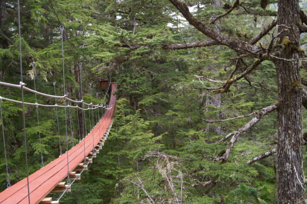 istock A Rope Bridge in the Woods 1330576346