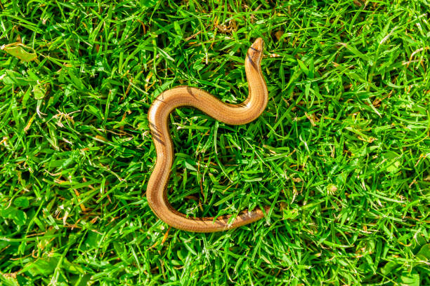 istock Slow worm in green grass in sunlight 1330576416