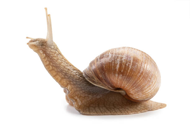 istock Garden snail isolated on a white background. 1330577273