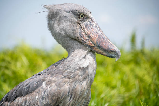 istock Shoebill Stork in Uganda 1330577750